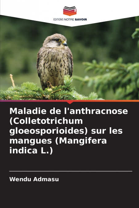 Maladie de l’anthracnose (Colletotrichum gloeosporioides) sur les mangues (Mangifera indica L.)