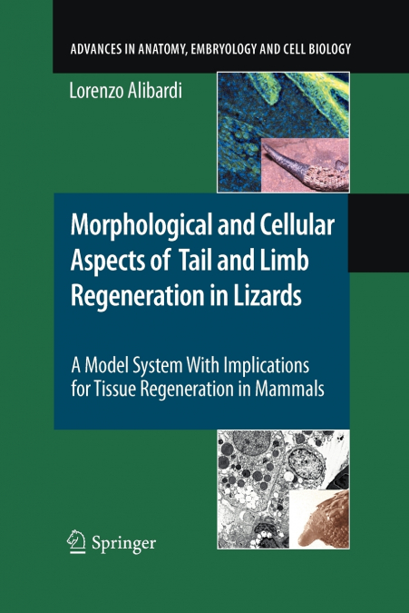 Morphological and Cellular Aspects of Tail and Limb Regeneration in Lizards