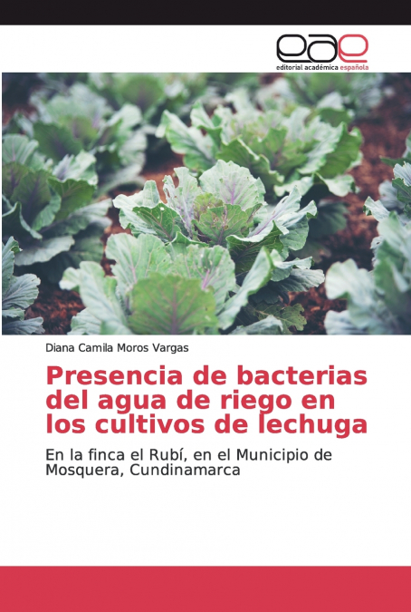 Presencia de bacterias del agua de riego en los cultivos de lechuga