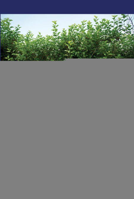 Genetic Improvement of Vegetatively Propagated Mulberry Cultivars