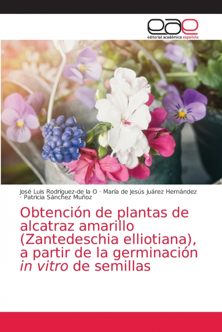 Obtención de plantas de alcatraz amarillo (Zantedeschia elliotiana), a partir de la germinación in vitro de semillas