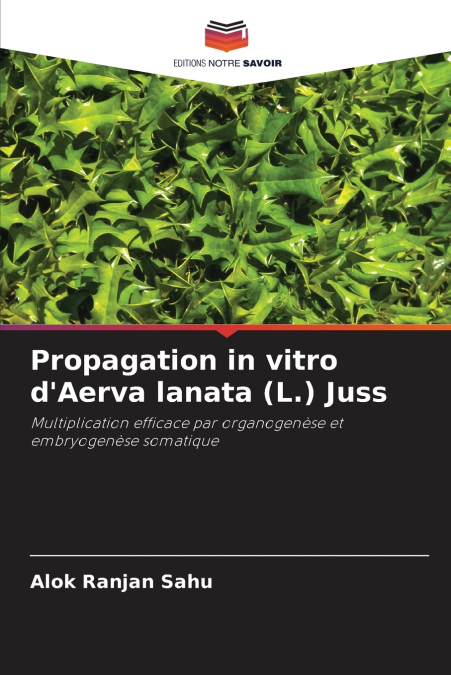 Propagation in vitro d’Aerva lanata (L.) Juss