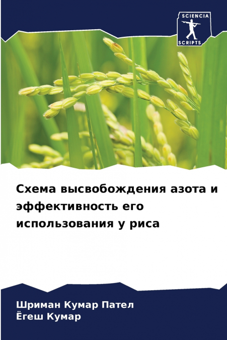 Схема высвобождения азота и эффективность его использования у риса