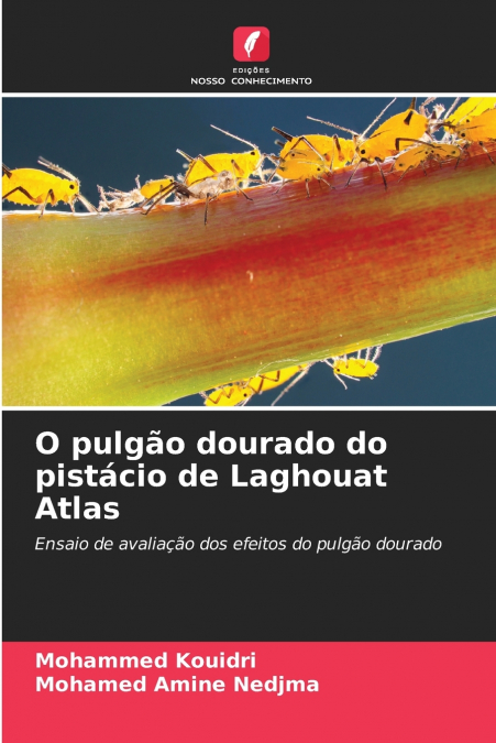 O pulgão dourado do pistácio de Laghouat Atlas