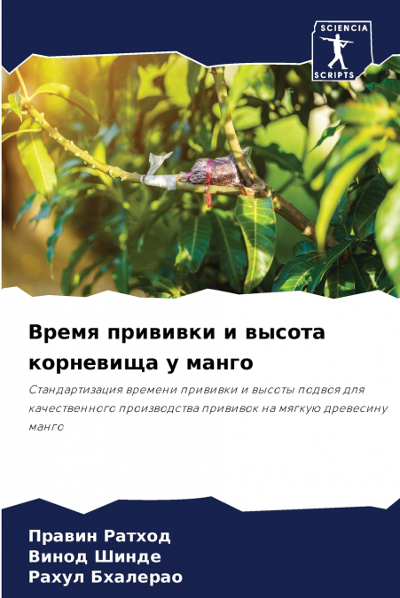 Время прививки и высота корневища у манго
