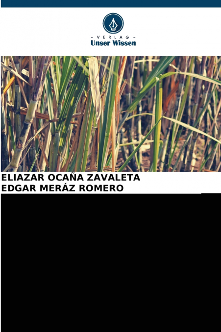 ZUCKERKANONE Saccharum officinarum DIE BESTE TRAUBE DER WELT