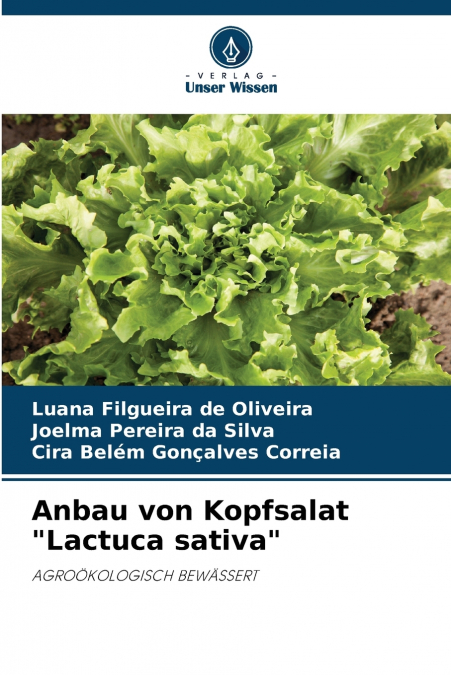 Anbau von Kopfsalat 'Lactuca sativa'