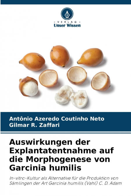 Auswirkungen der Explantatentnahme auf die Morphogenese von Garcinia humilis