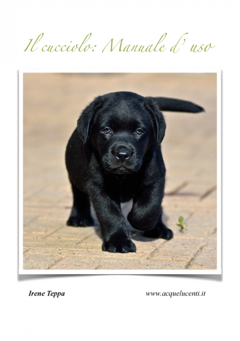 Il cucciolo