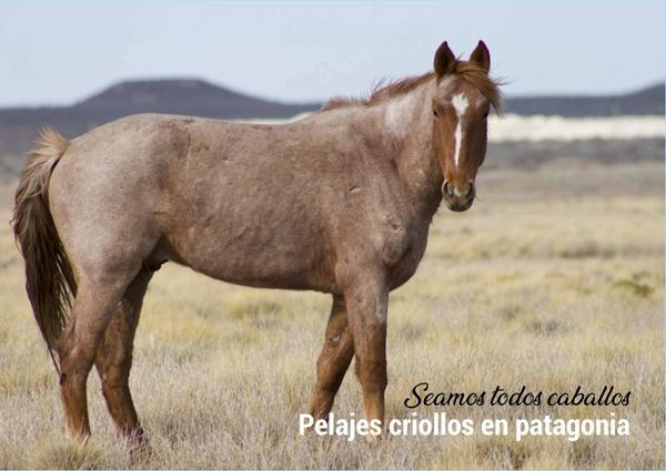 Pelajes criollos en Patagonia