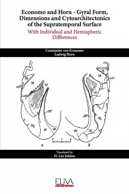 Economo and Horn - Gyral Form, Dimensions and Cytoarchitectonics of the Supratemporal Surface