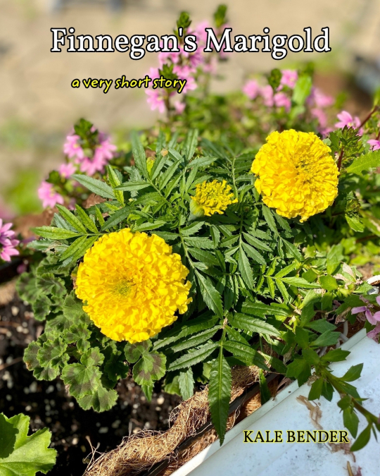 Finnegan’s Marigold