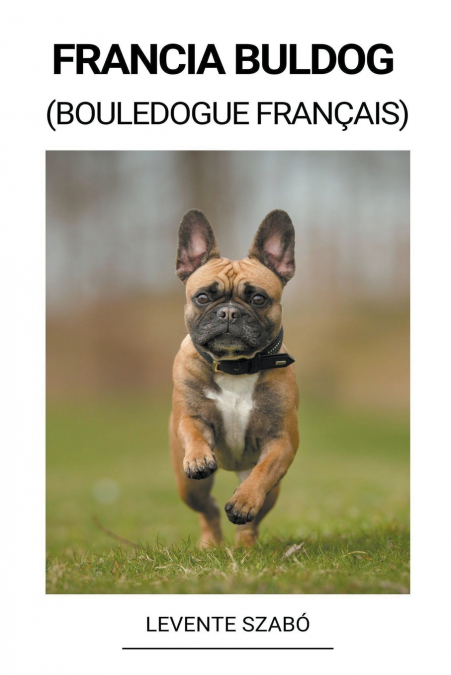 Francia Buldog (Bouledogue Français)