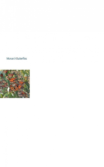 Monarch Butterflies
