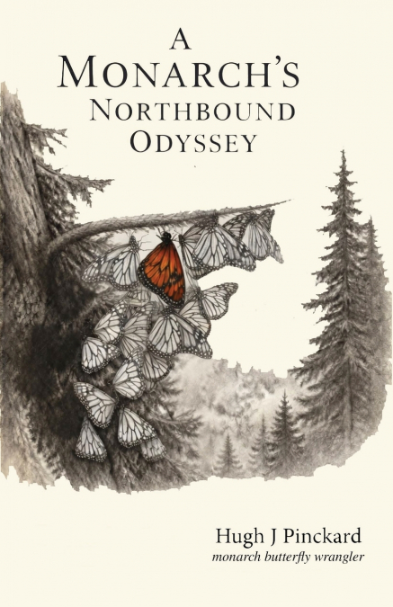A Monarch’s Norhtbound Odyssey