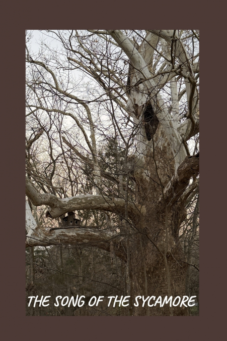 Song of the Sycamore
