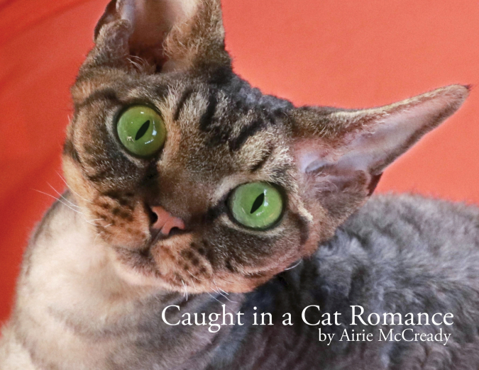 Caught in a Cat Romance