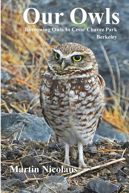Our Owls