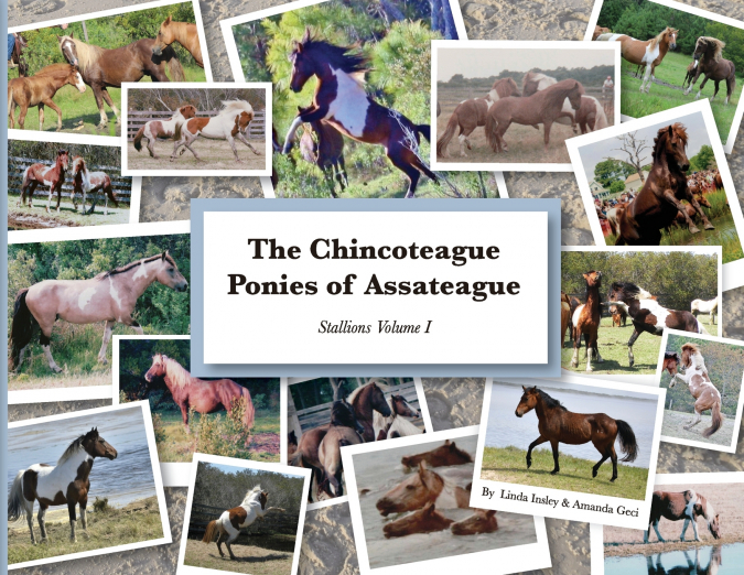 The Chincoteague Ponies of Assateague